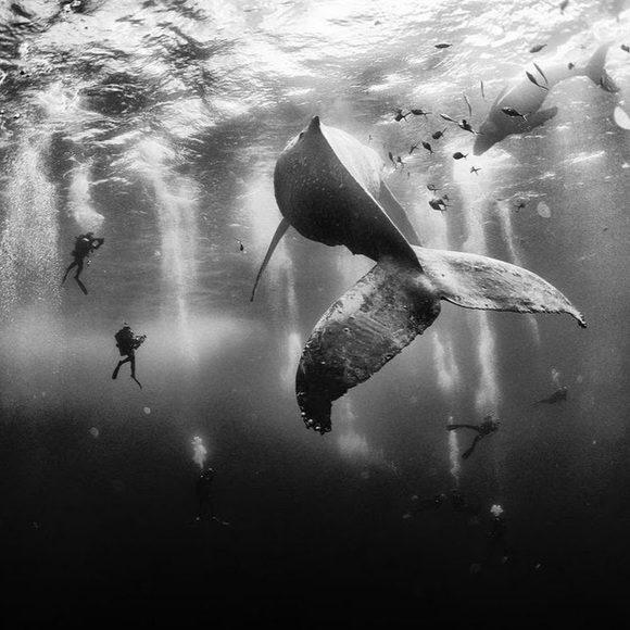 Meet your Posher, Athena - Picture 1 of 1